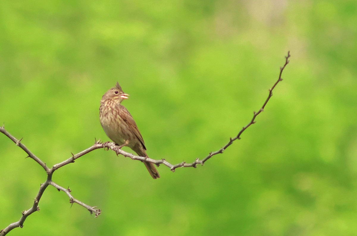 Crested Bunting - ML621403637