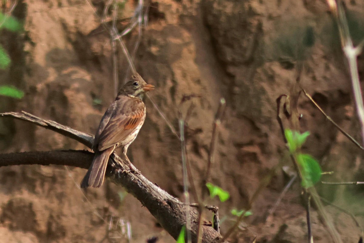 Crested Bunting - ML621403638