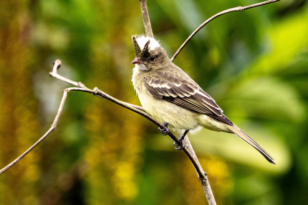 Mottle-backed Elaenia - Michael Cook