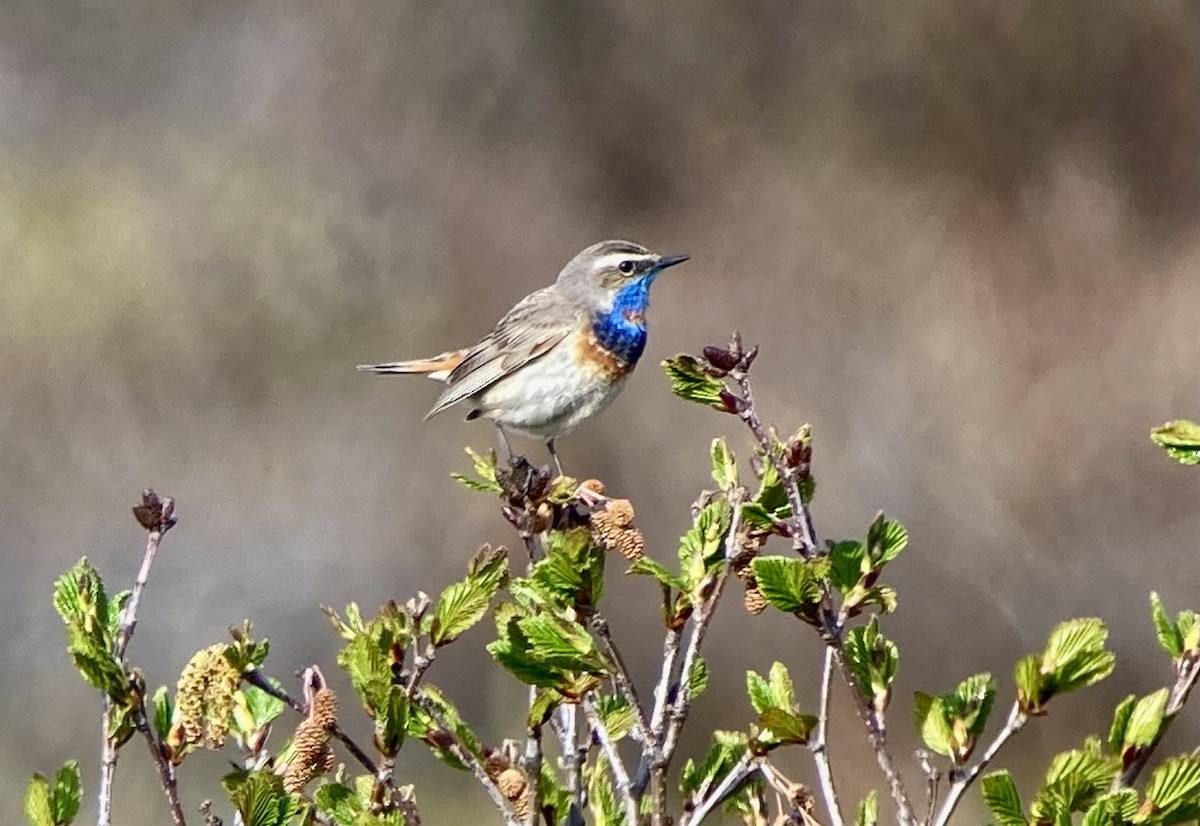 Bluethroat - ML621403771