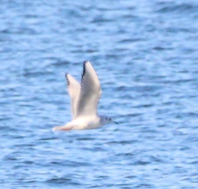 Bonaparte's Gull - ML621403799