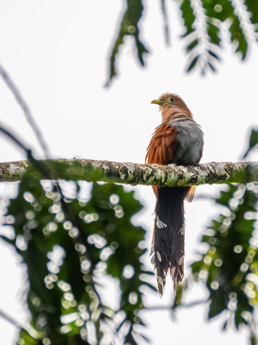 Squirrel Cuckoo - ML621403836