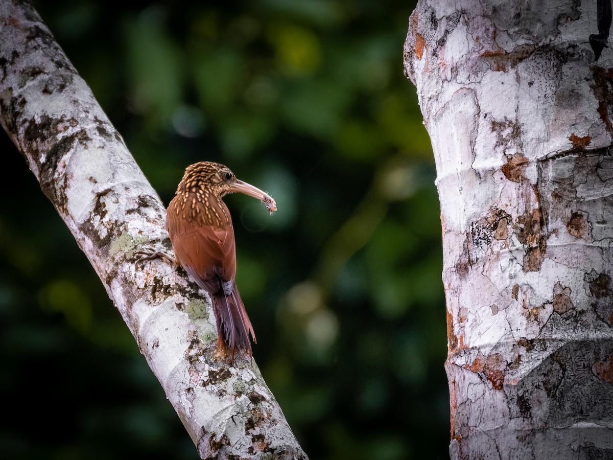 Ivory-billed Woodcreeper - ML621403844