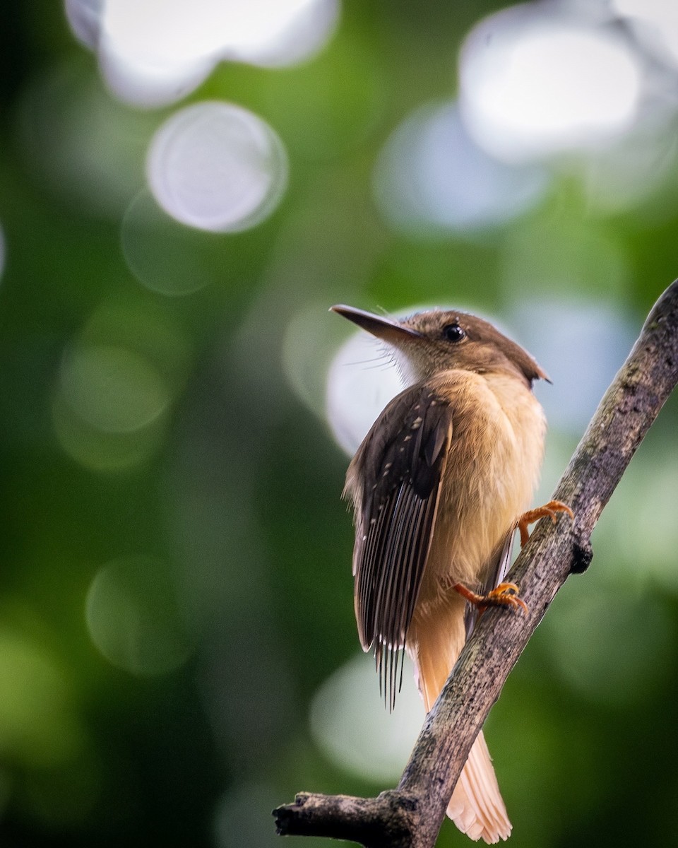 Tropical Royal Flycatcher - ML621403852