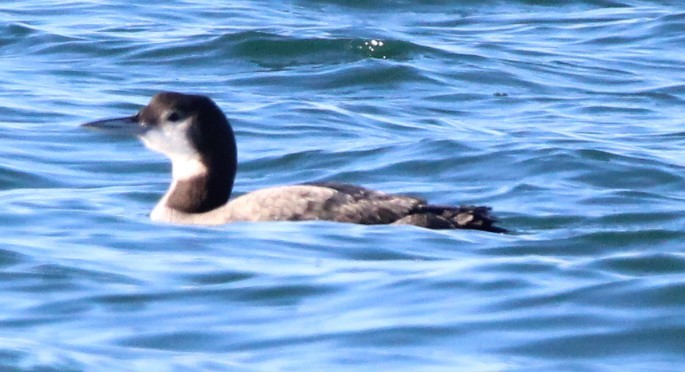 Common Loon - ML621403978