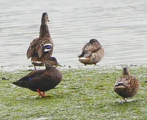 American Black Duck - Antonio Gil Gómez