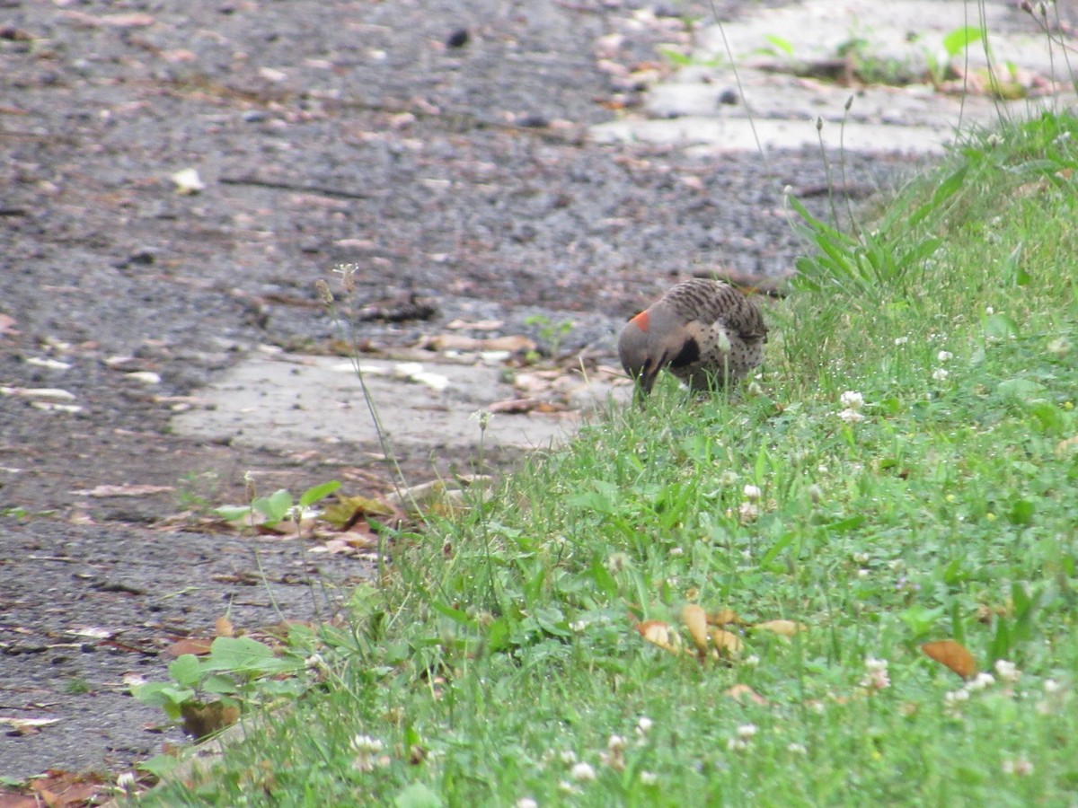 Northern Flicker (Yellow-shafted) - ML621404012