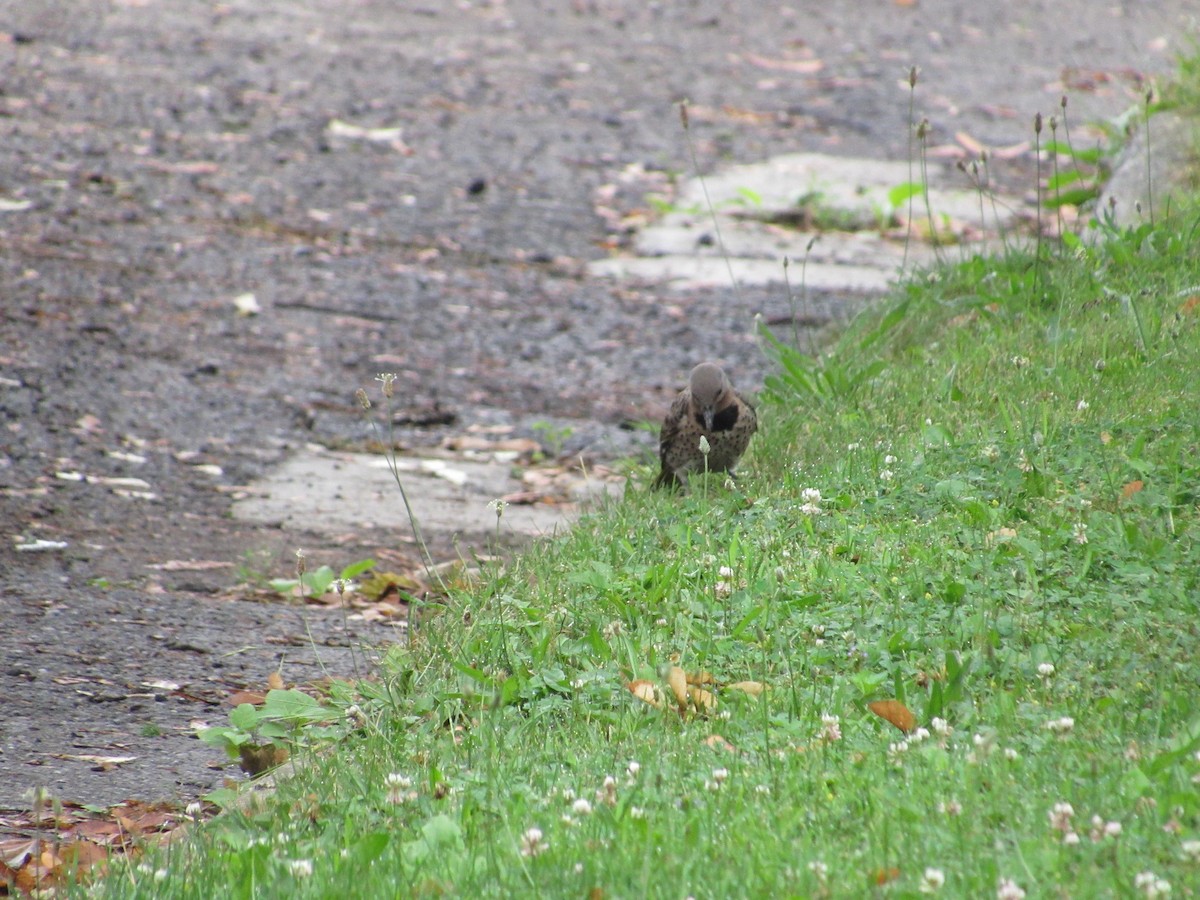 Northern Flicker (Yellow-shafted) - ML621404024