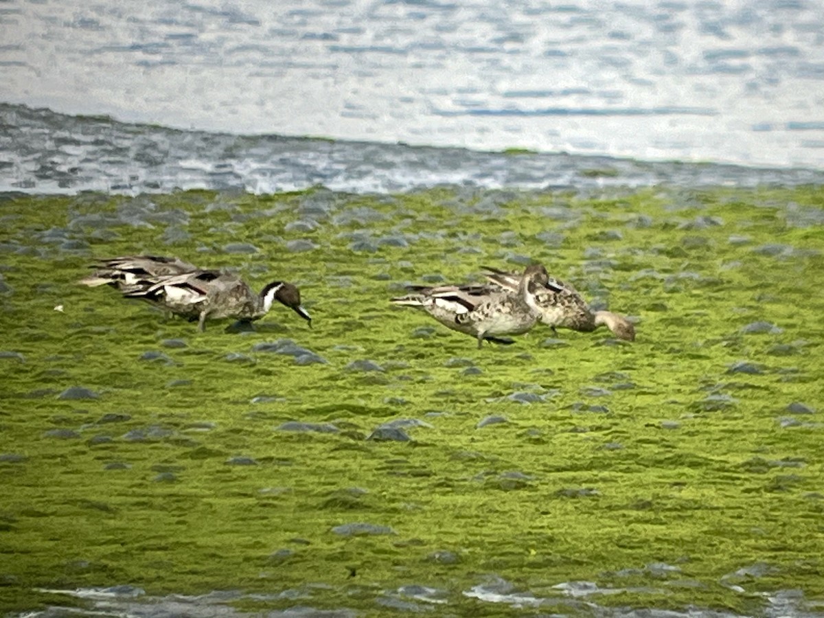 eBird Checklist - 12 Jul 2024 - Bandon Marsh NWR--Observation Deck - 22 ...