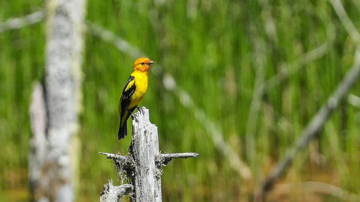 Western Tanager - ML621404102