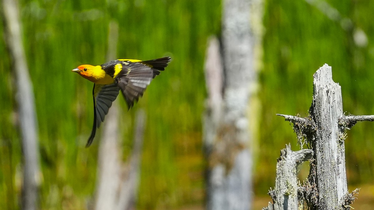 Western Tanager - ML621404103