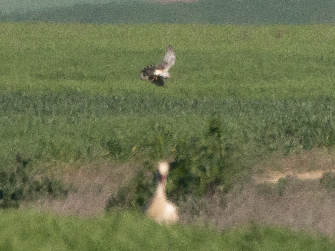 White Stork - Ian Burgess