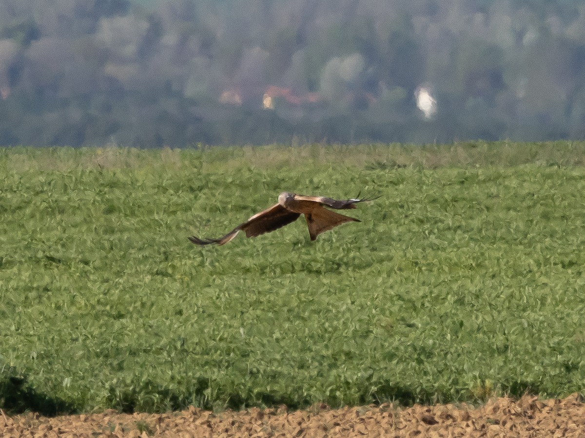 Red Kite - Ian Burgess