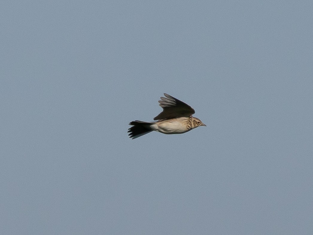 Eurasian Skylark - Ian Burgess