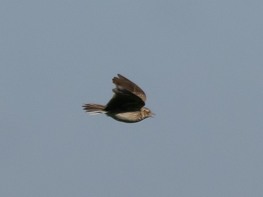 Eurasian Skylark - Ian Burgess