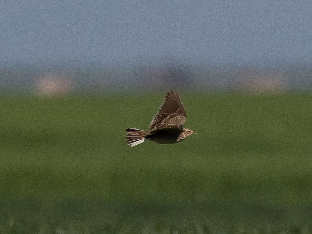 Eurasian Skylark - Ian Burgess