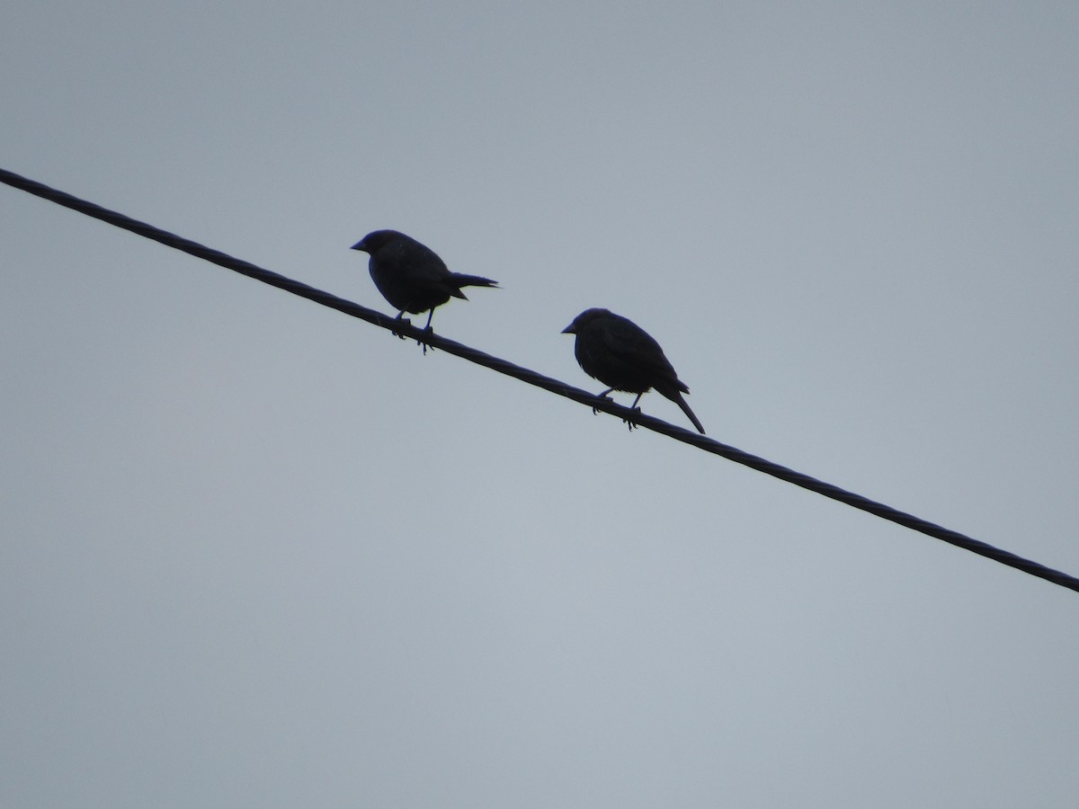 Brown-headed Cowbird - ML621404132