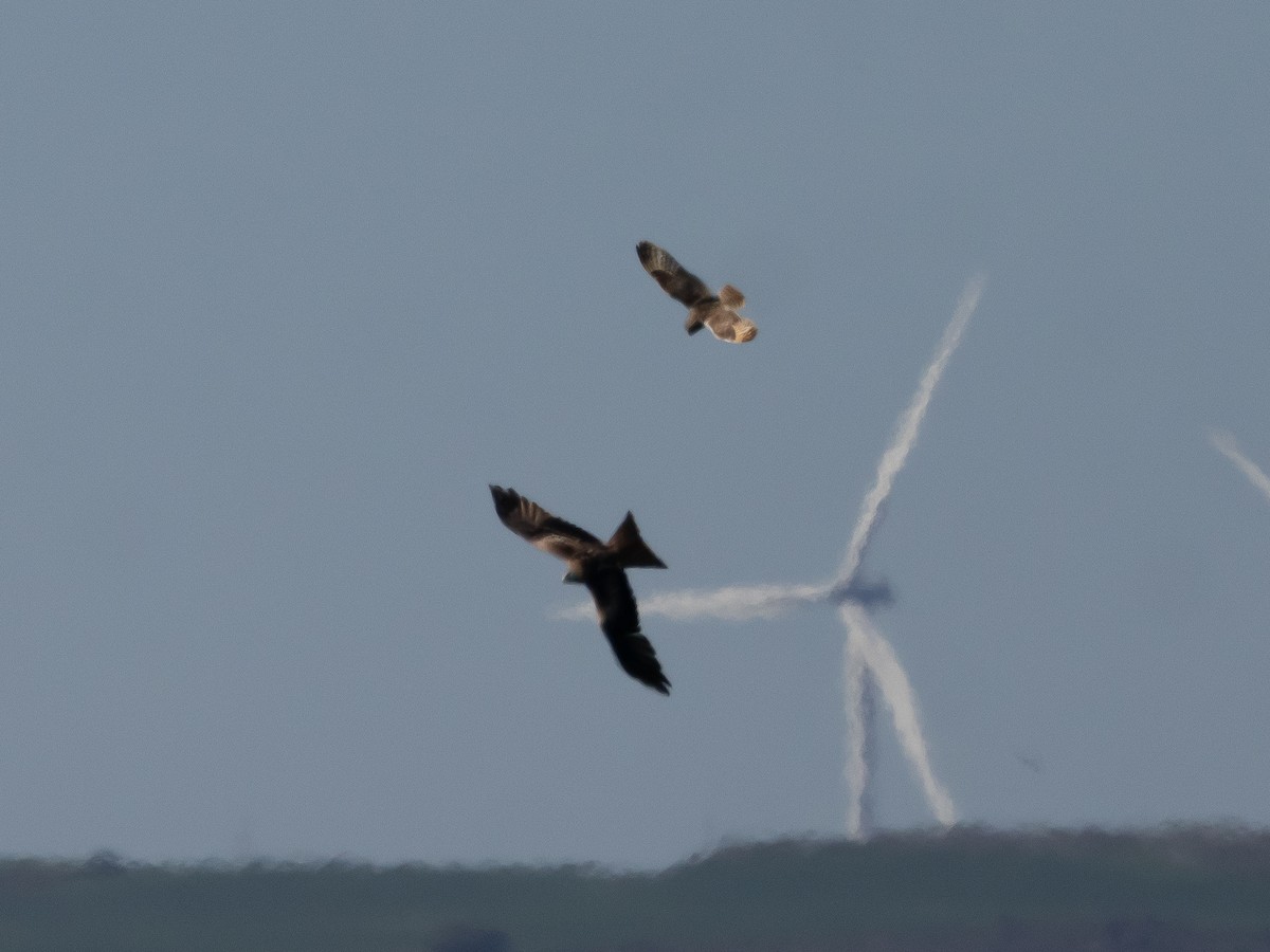 Short-eared Owl - Ian Burgess