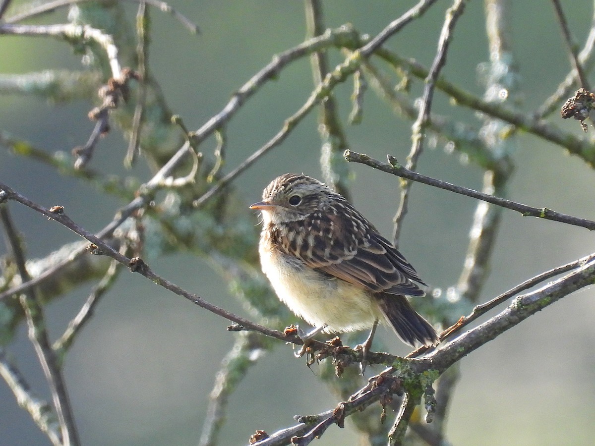 Whinchat - ML621404137