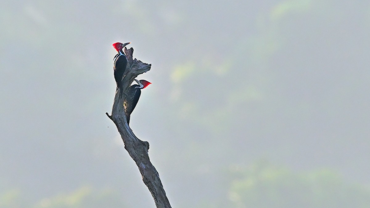 Crimson-crested Woodpecker - ML621404164