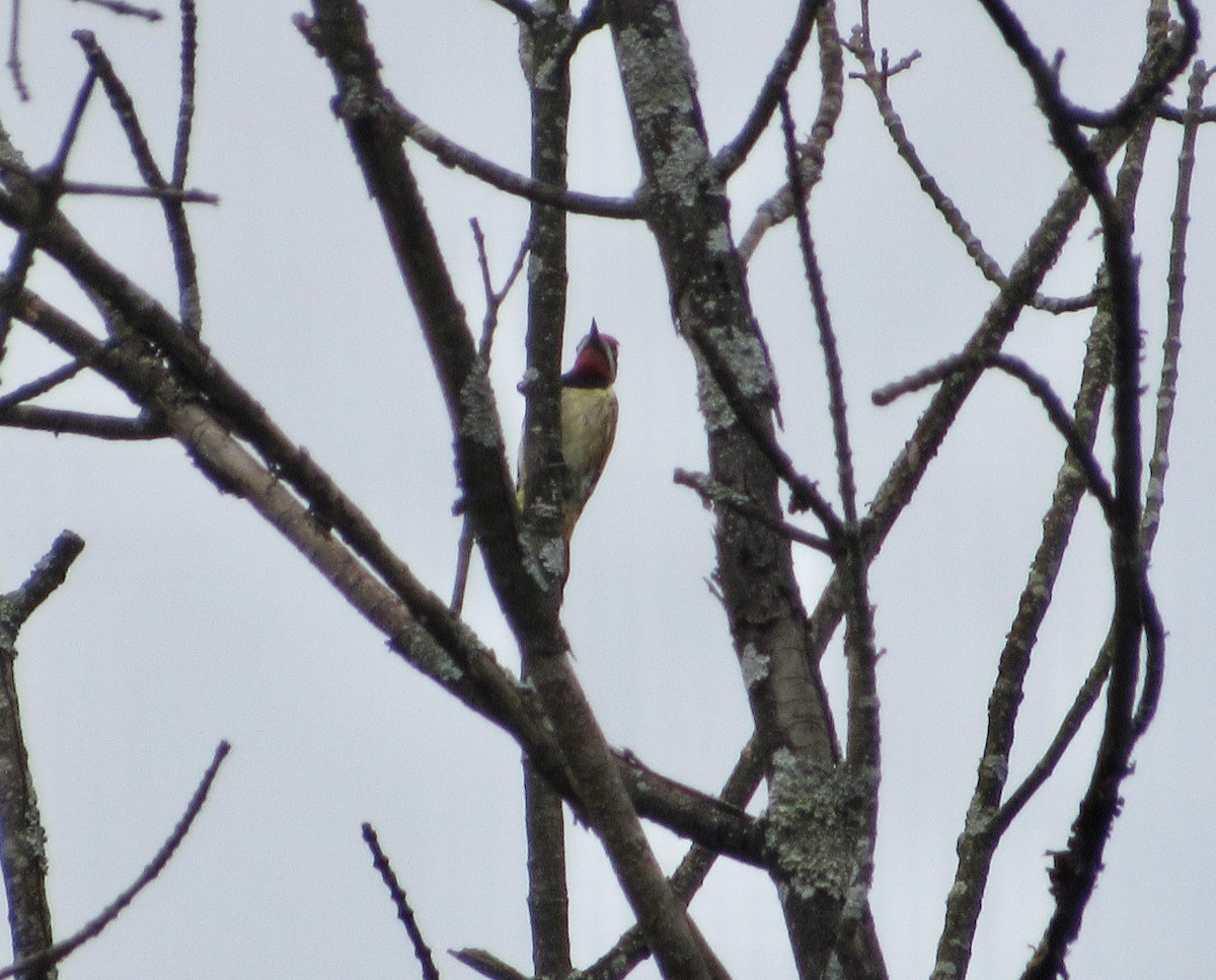 Yellow-bellied Sapsucker - ML621404165