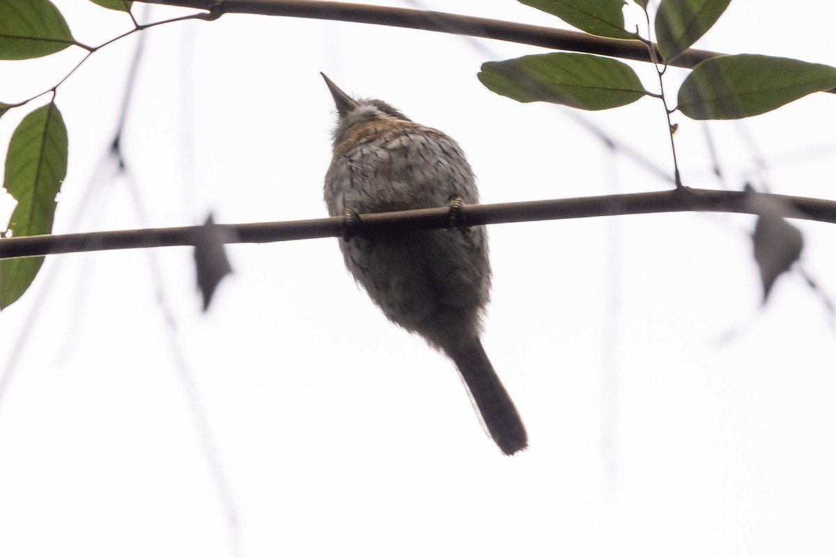 Western Striolated-Puffbird - ML621404176