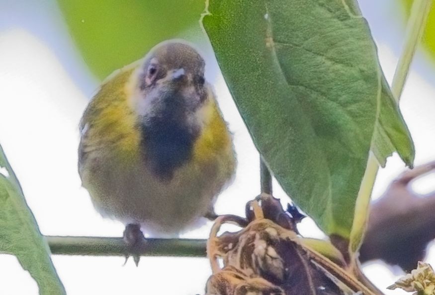 Apalis Carinegro - ML621404292