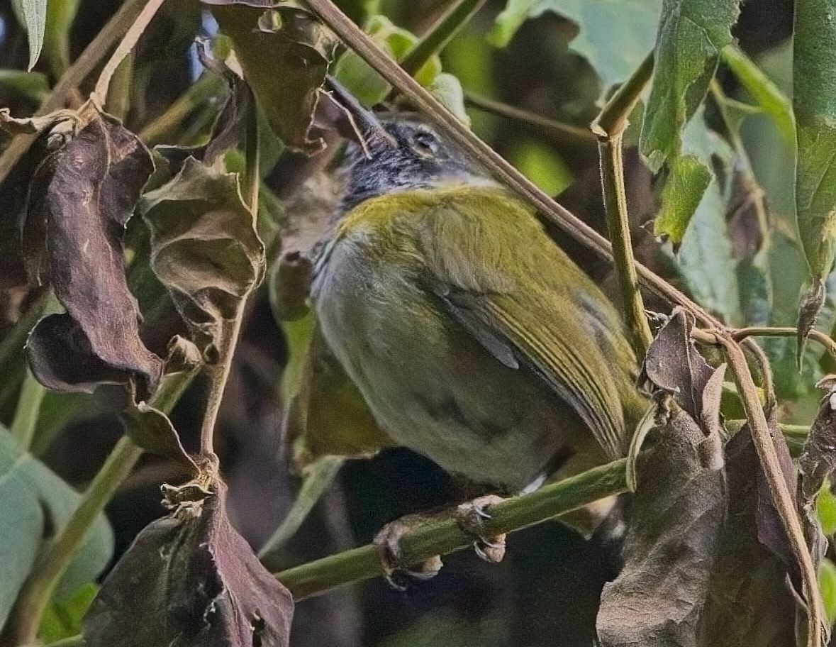 Black-faced Apalis - ML621404294