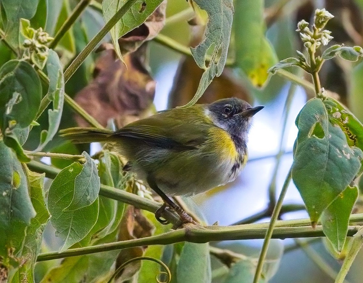 Black-faced Apalis - ML621404295