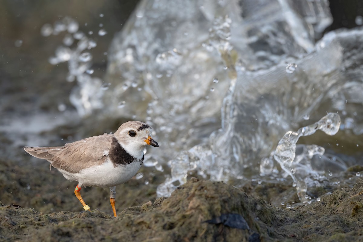 Piping Plover - ML621404358