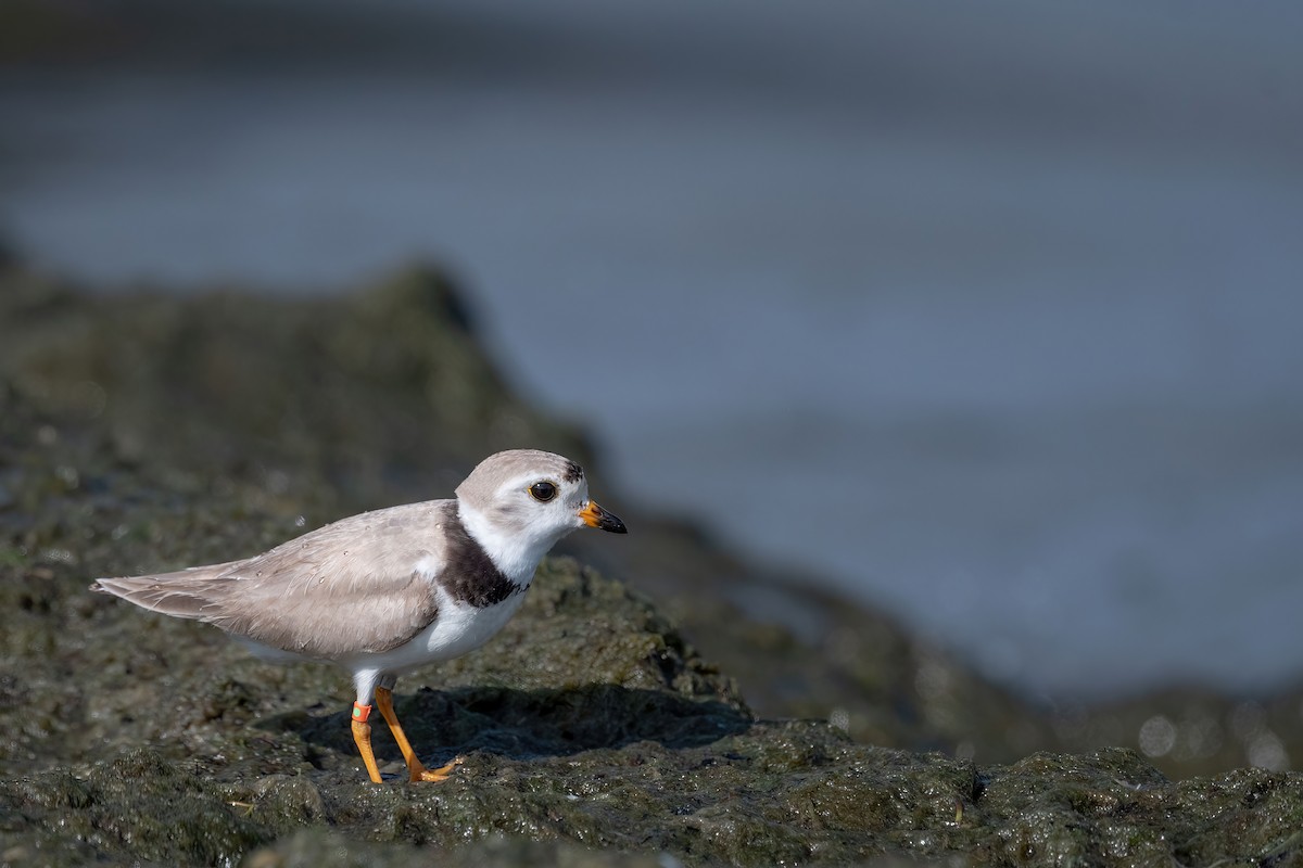 Piping Plover - ML621404360