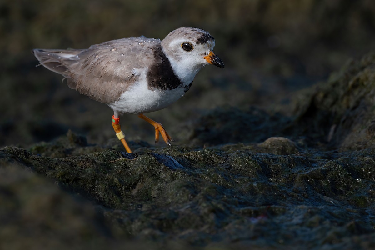 Piping Plover - ML621404361