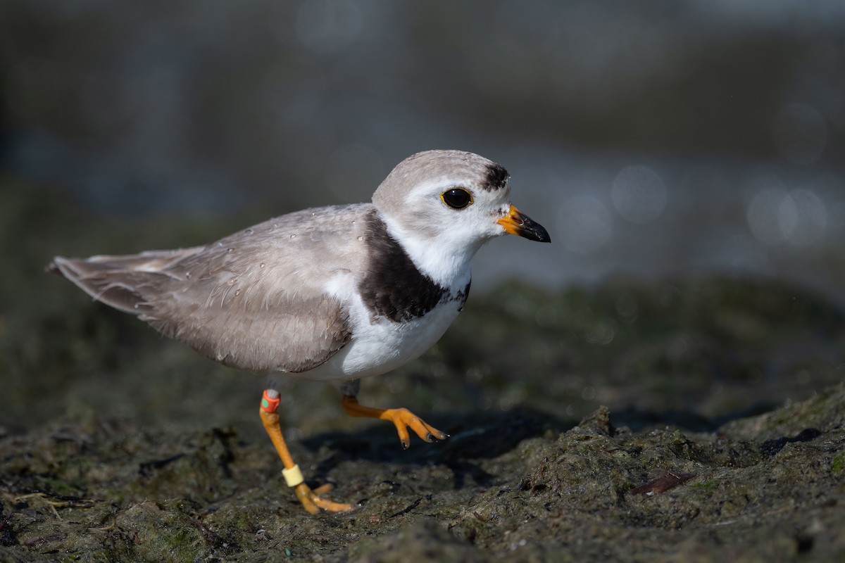 Piping Plover - ML621404363