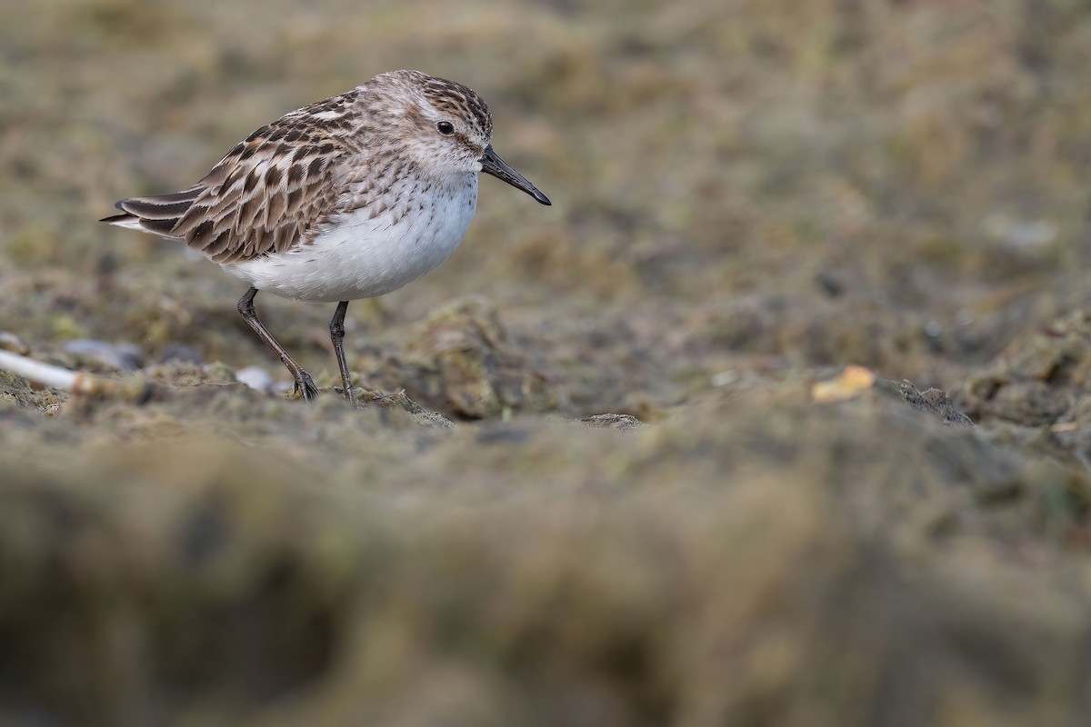 Semipalmated Sandpiper - ML621404366