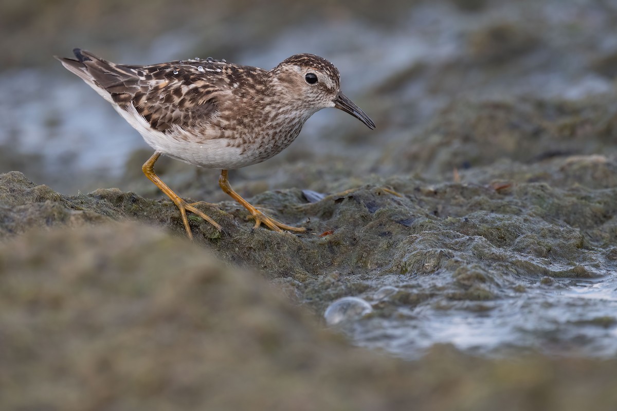 Least Sandpiper - ML621404373