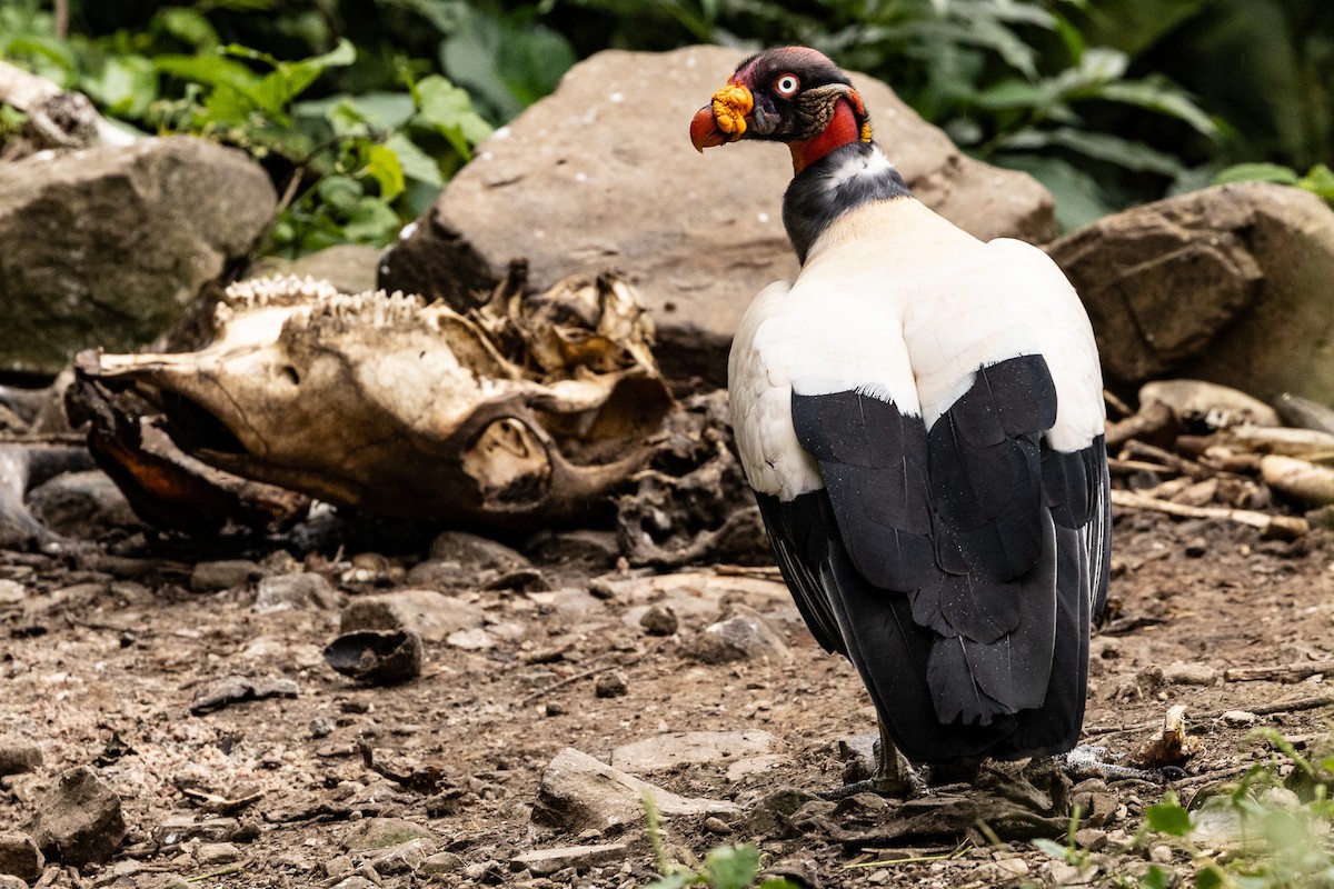 King Vulture - ML621404401