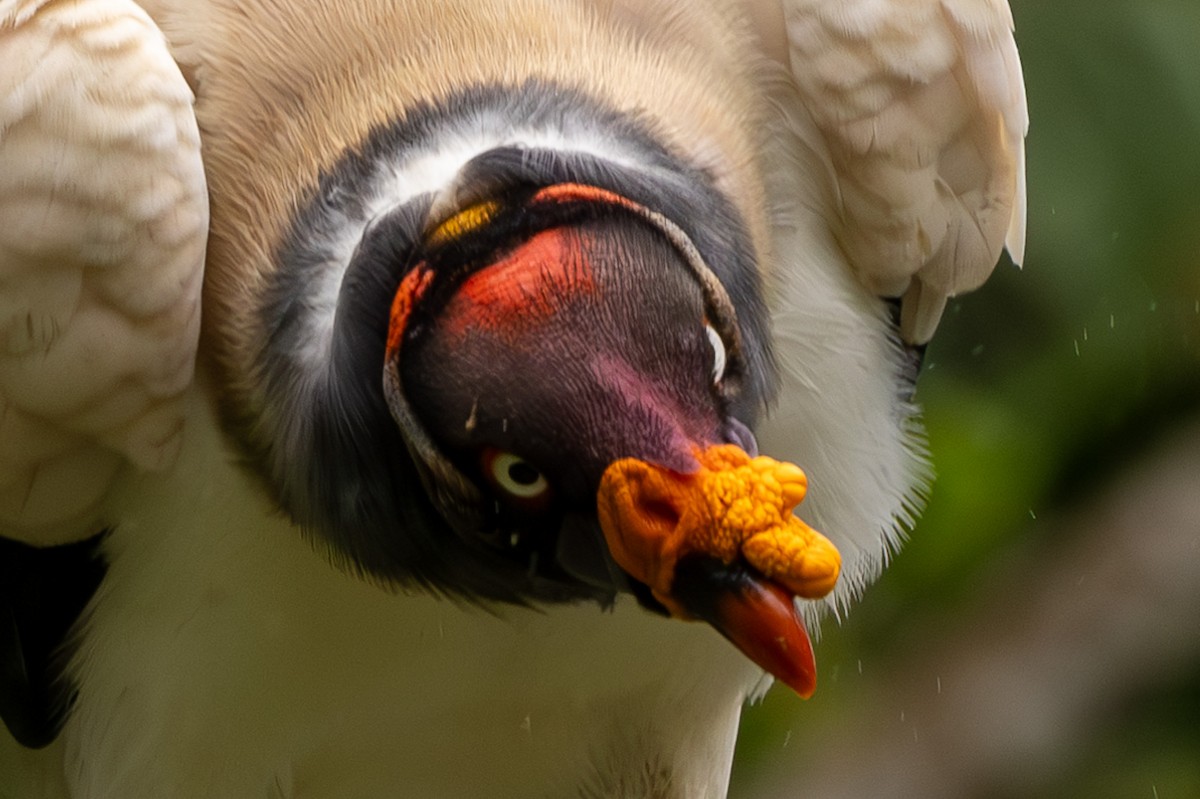 King Vulture - ML621404402