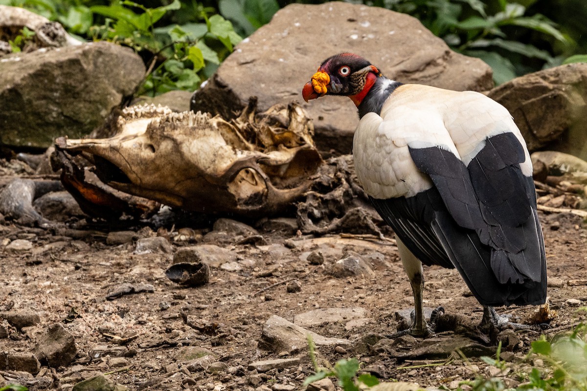 King Vulture - ML621404403