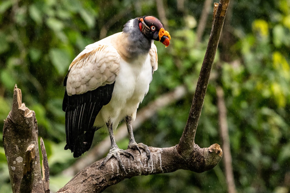 King Vulture - ML621404406