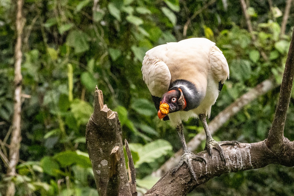 King Vulture - ML621404407