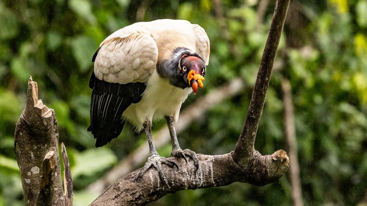 King Vulture - ML621404408