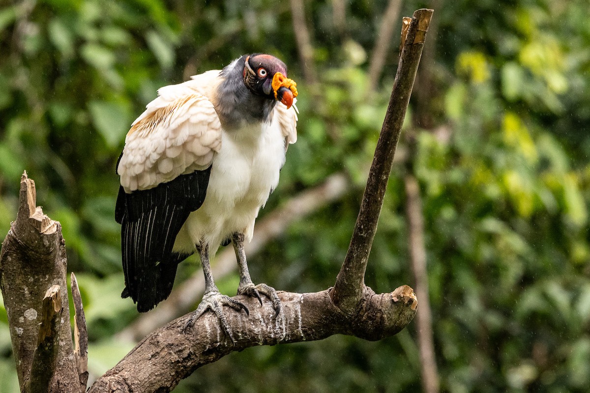 King Vulture - ML621404409