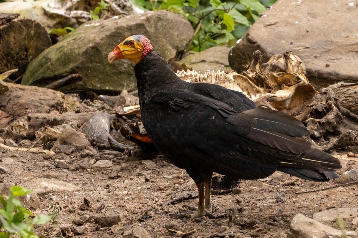 Greater Yellow-headed Vulture - ML621404412
