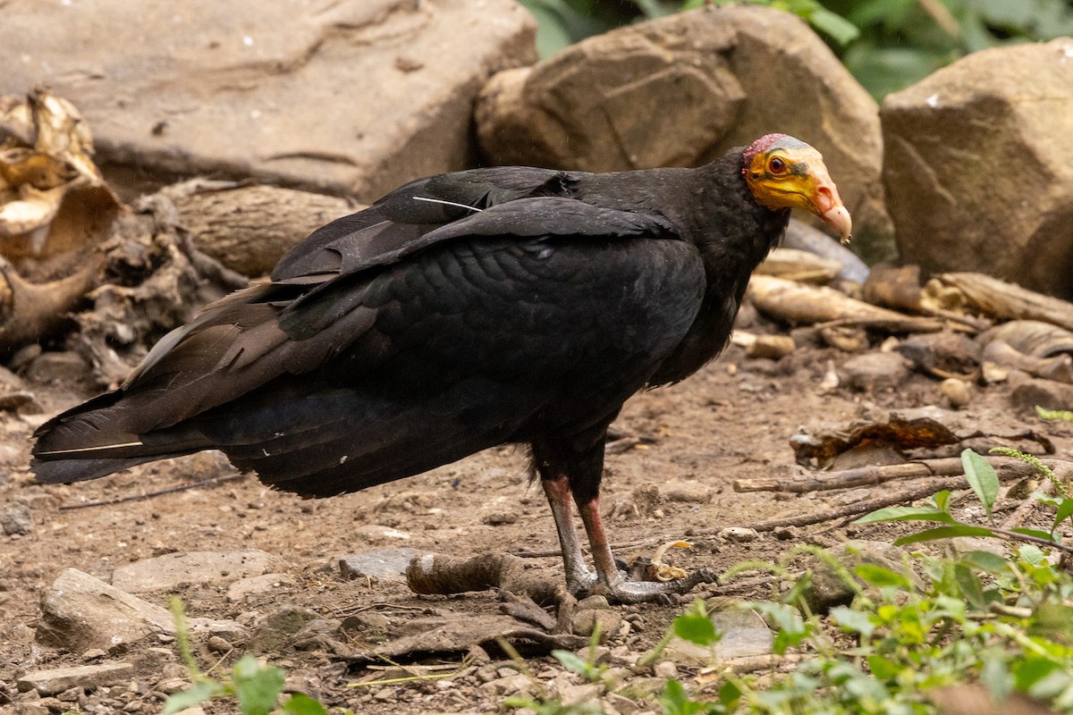 Greater Yellow-headed Vulture - ML621404413
