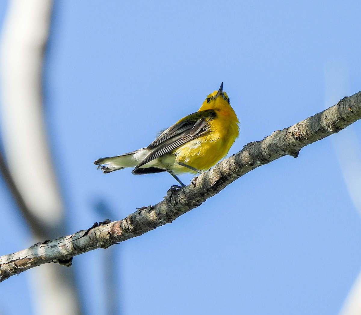 Prothonotary Warbler - ML621404442
