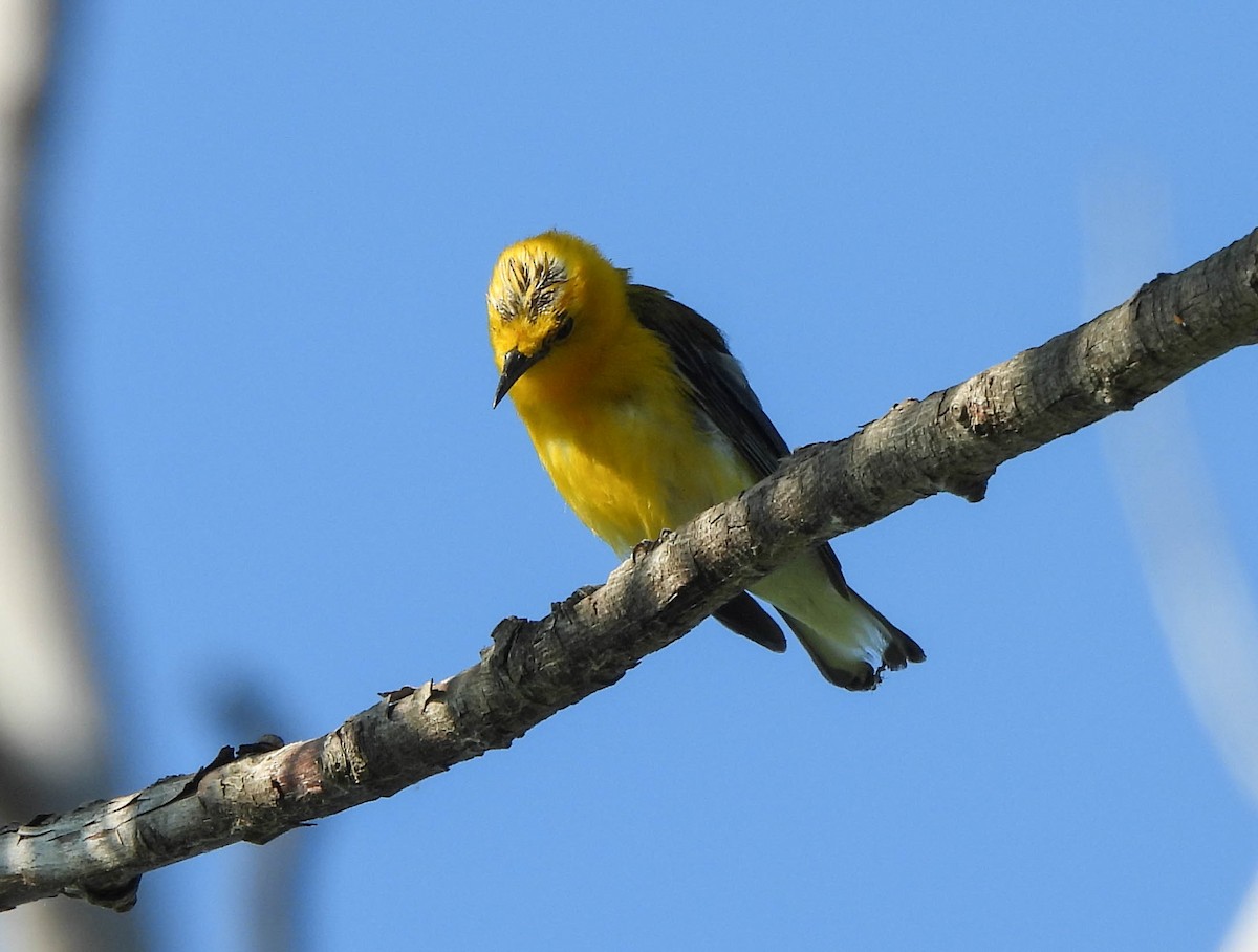Prothonotary Warbler - ML621404443
