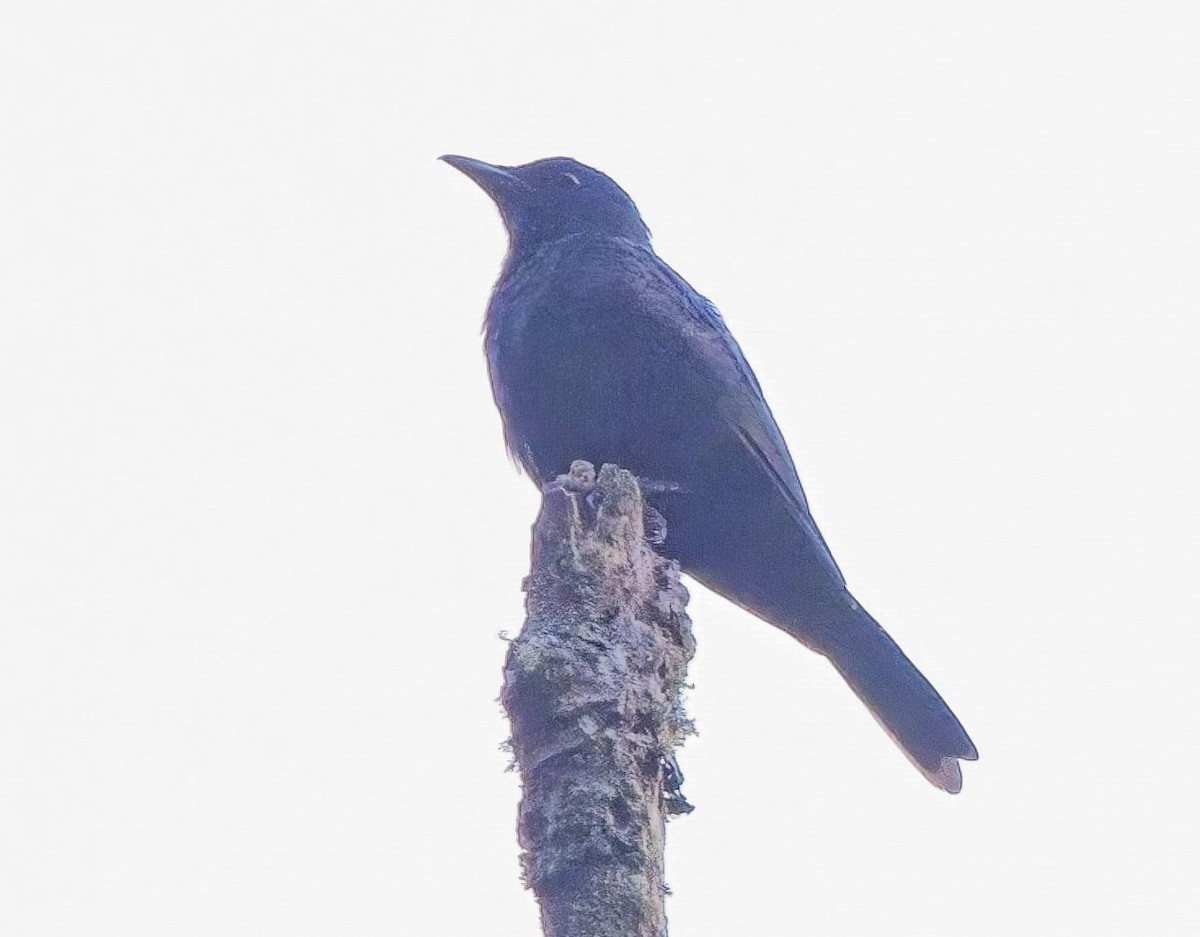 Waller's Starling - ML621404470