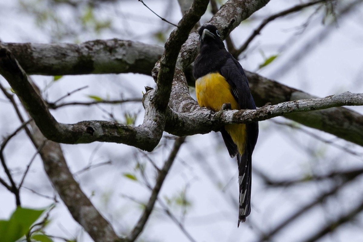 Black-headed Trogon - ML621404476