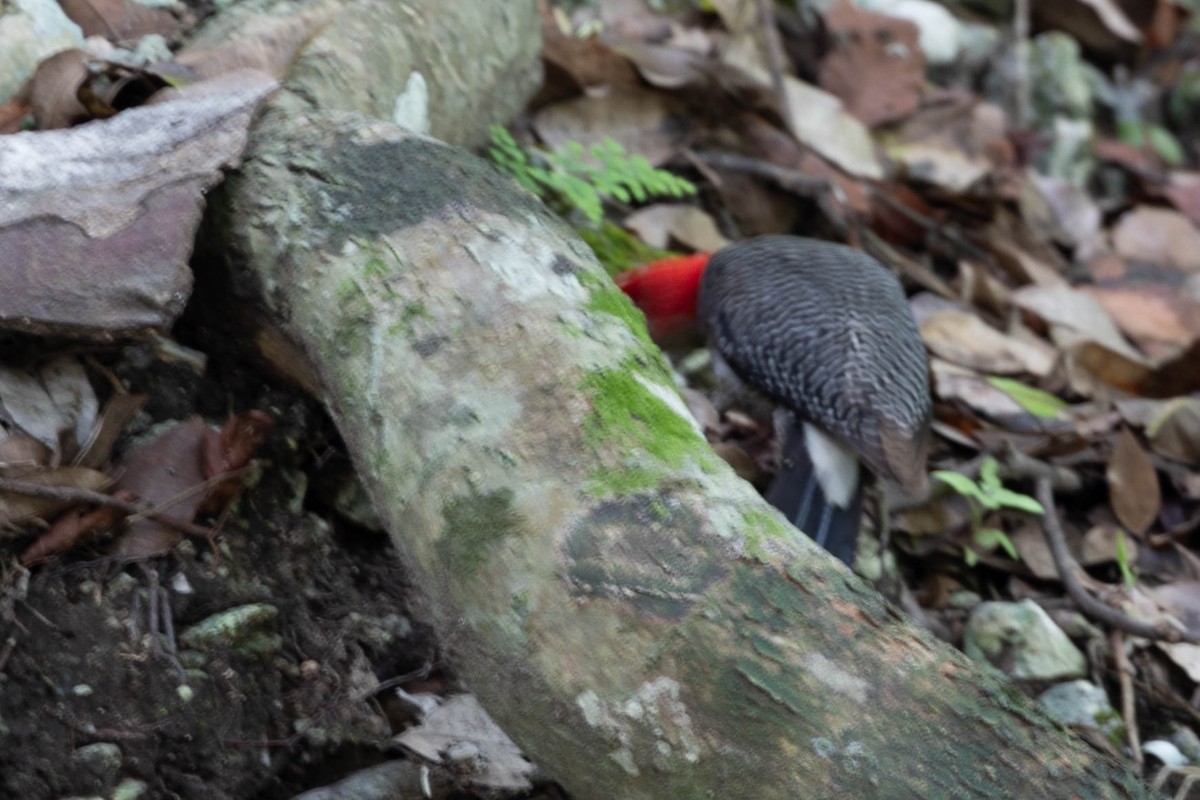 Golden-fronted Woodpecker - ML621404482