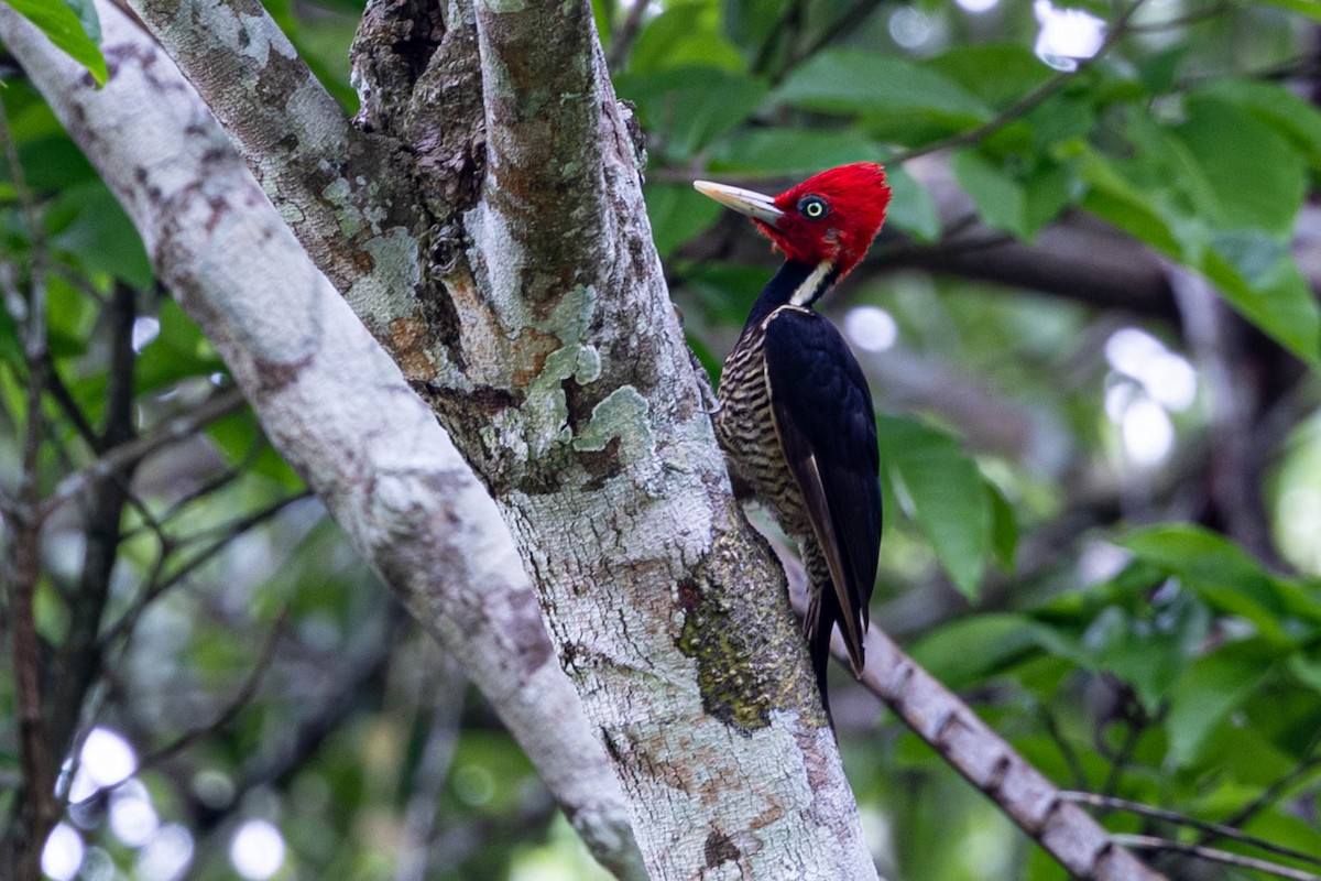 Pale-billed Woodpecker - ML621404484